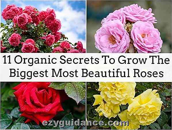 11 secretos orgánicos para cultivar las rosas más bellas