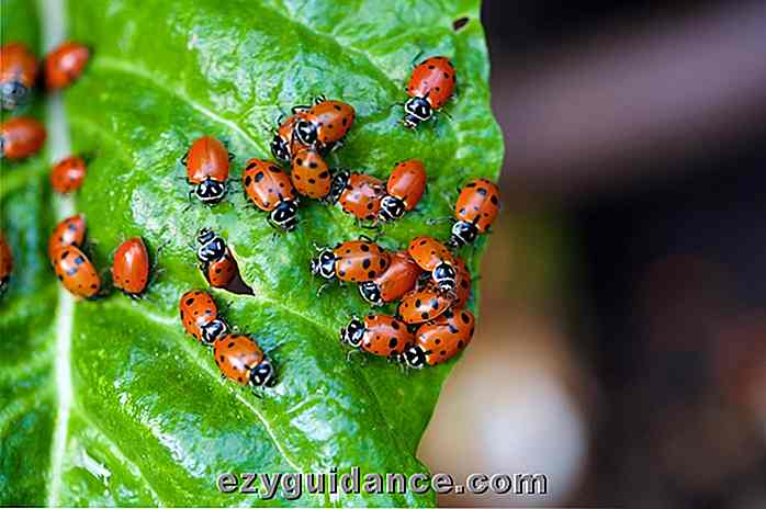 Hier ist, warum Sie mehr Marienkäfer in Ihrem Garten brauchen + Wie man sie bekommt