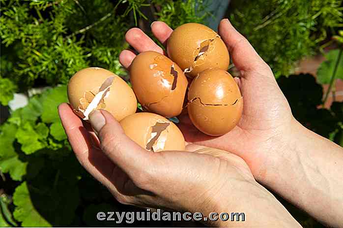 6 Überzeugende Gründe, die Sie beginnen sollten, Eierschalen in Ihrem Garten zu verwenden