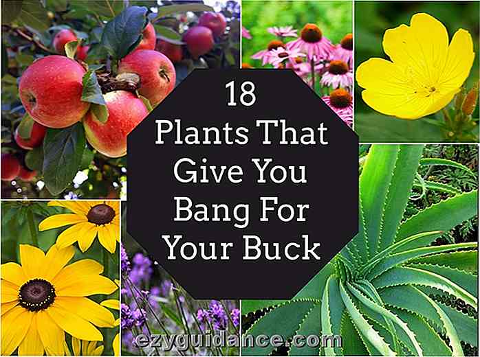 18 växter som ger dig bang för din bock
