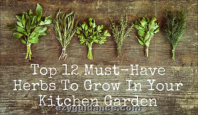 Top 12 Must-Have-Kräuter in Ihrem Küchengarten wachsen