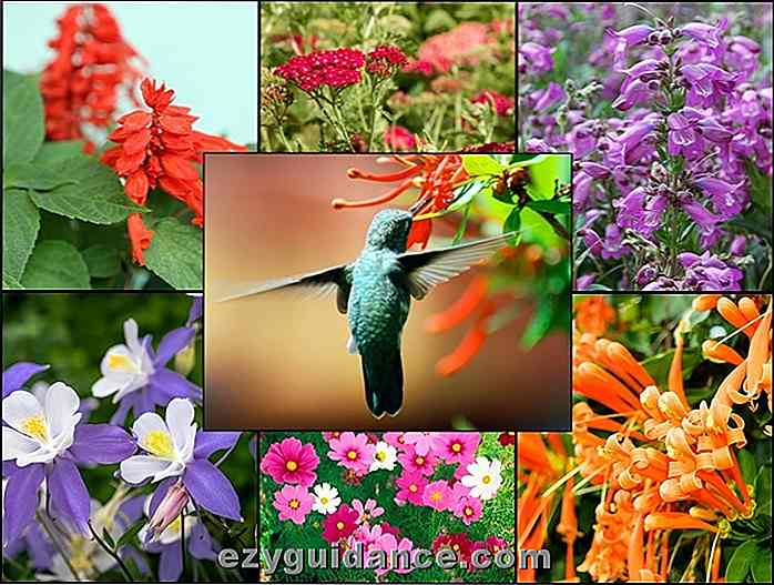 21 gloriosas plantas de jardín que atraen a colibríes