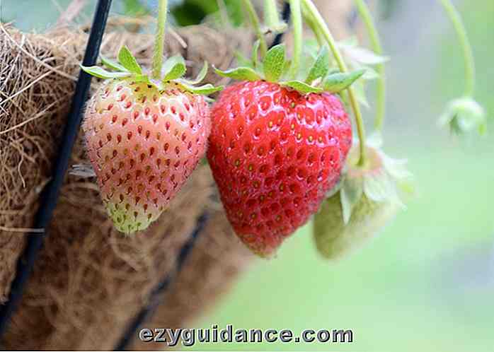 7 Früchte & Gemüse, die Sie in hängenden Körben wachsen können