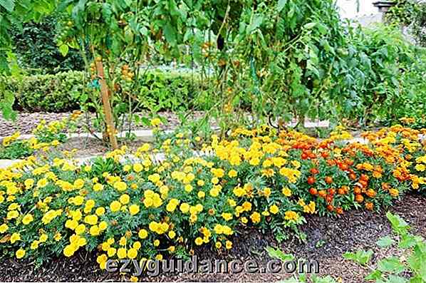 28 Combinaciones de siembra complementarias para cultivar la comida más sabrosa, abundante y hermosas flores