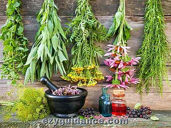 12 herbes curatives dont vous avez besoin pour grandir dans votre jardin médicinal