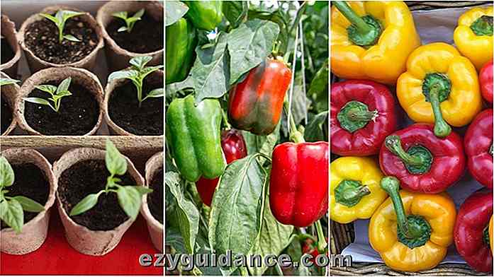 Hur man odlar skopor som är fulla av Bell Peppers + Hälsofördelar och recept