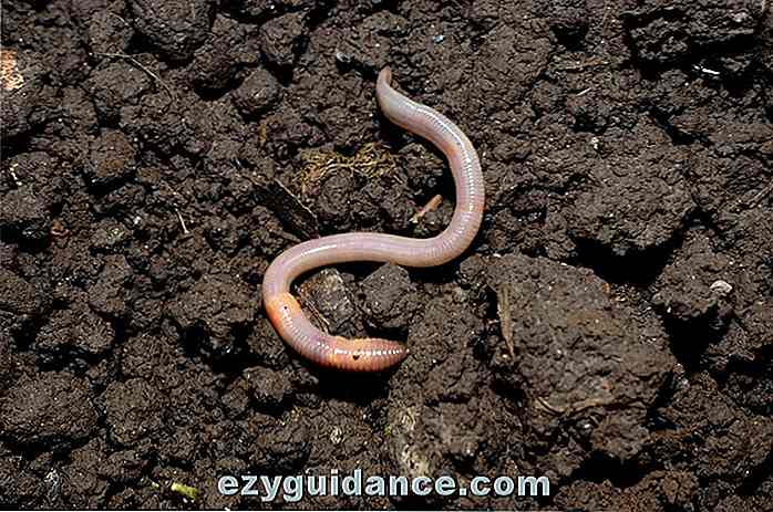 3 Gründe, warum Sie Regenwürmer in Ihrem Garten brauchen und wie man sie anzieht