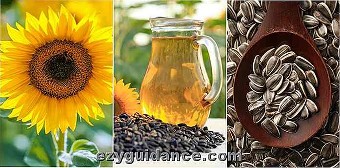 Wie man die besten Sonnenblumen + 7 wunderbaren Gebrauch für die gesamte Pflanze anbaut