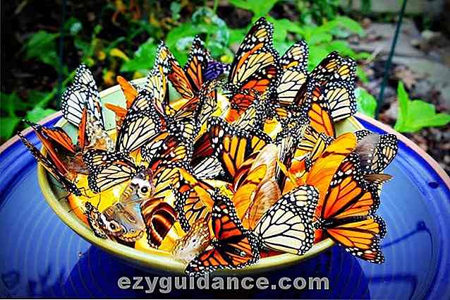 14 schöne DIY Butterfly Feeder, um Ihren Garten zu einem Schmetterlingsparadies zu machen