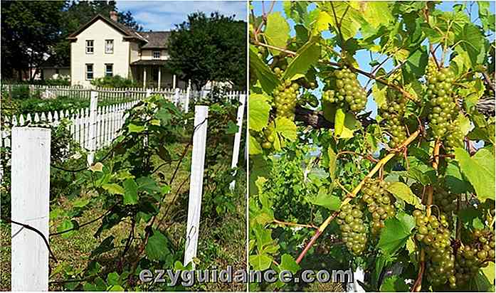 11 pasos para comenzar su propio viñedo orgánico en el patio trasero