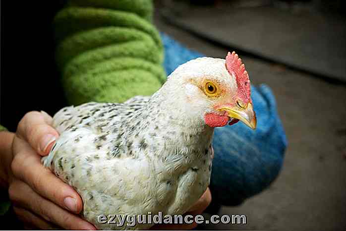 7 tips för att hålla kycklingar i staden