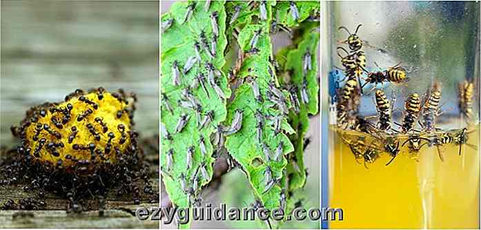 31 trucos naturales para repeler insectos e insectos molestos