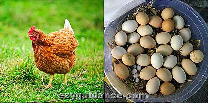 20 überzeugende Gründe, Hinterhof Hühner zu halten