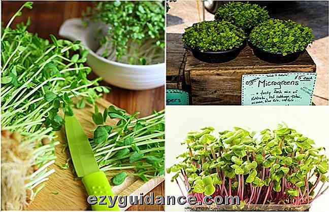 10 Intensely Flavourful Microgreens Alla kan växa inomhus