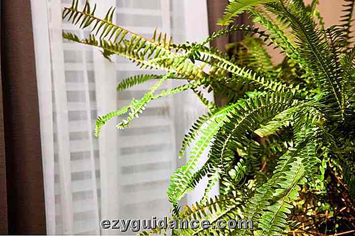 6 Facile à garder les plantes qui réduisent l'humidité intérieure