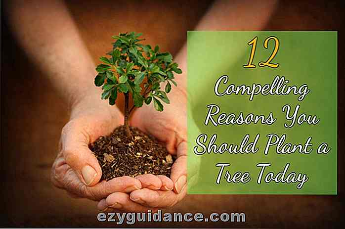 12 tvingande skäl du borde plantera ett träd idag