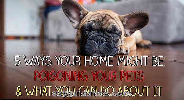 5 Möglichkeiten, wie Ihr Haus Ihre Haustiere vergiften könnte und was Sie dagegen tun können