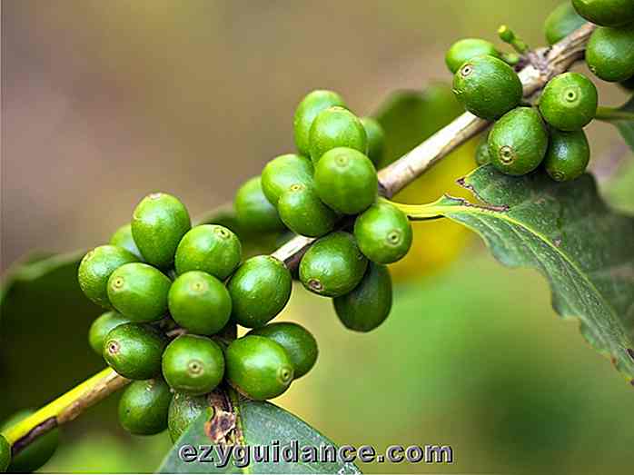 8 hälsofördelar med gröna kaffebönor