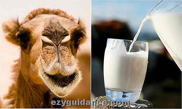 10 razones por las que debe comenzar a beber leche de camello