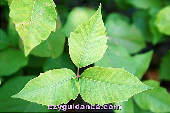 12 effektivste Hausmittel für Poison Ivy