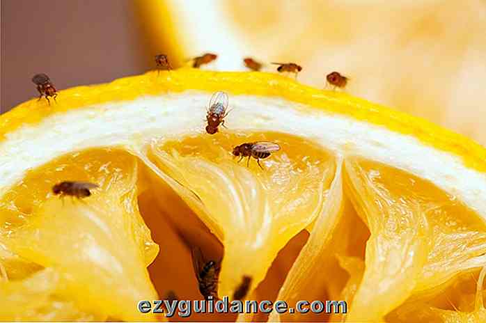 6 mejores maneras de deshacerse de las moscas de la fruta y 5 maneras de prevenirlas