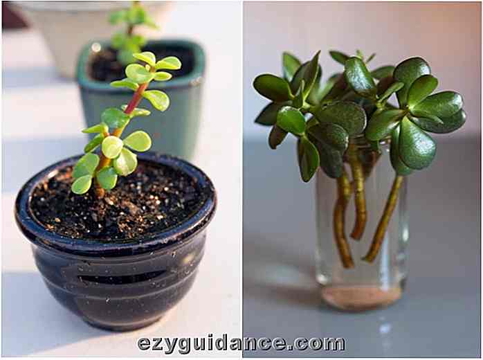4 piante d'appartamento che puoi facilmente propagare da talee