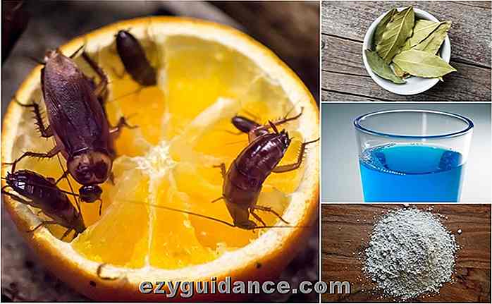 Come sbarazzarsi degli scarafaggi: 11 rimedi casalinghi che funzionano davvero