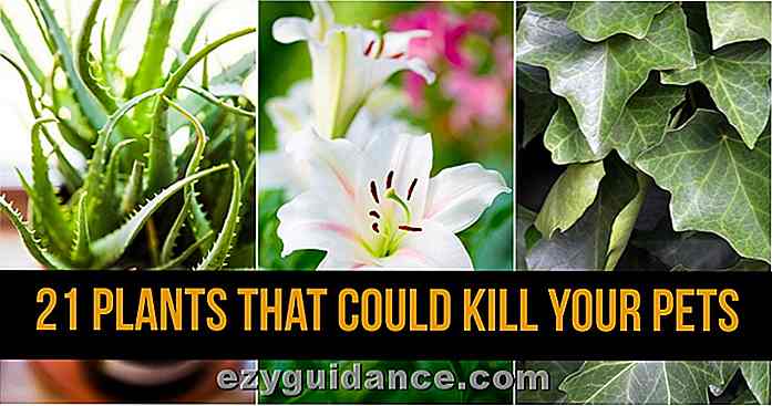 21 Överraskande växter som kunde döda dina husdjur